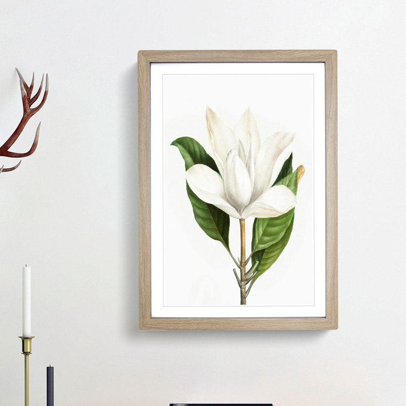 White Southern Magnolia Flower by Pierre-Joseph Redoute - Picture Frame Art Prints, 48cm H x 36cm W x 2cm D, Oak Framed