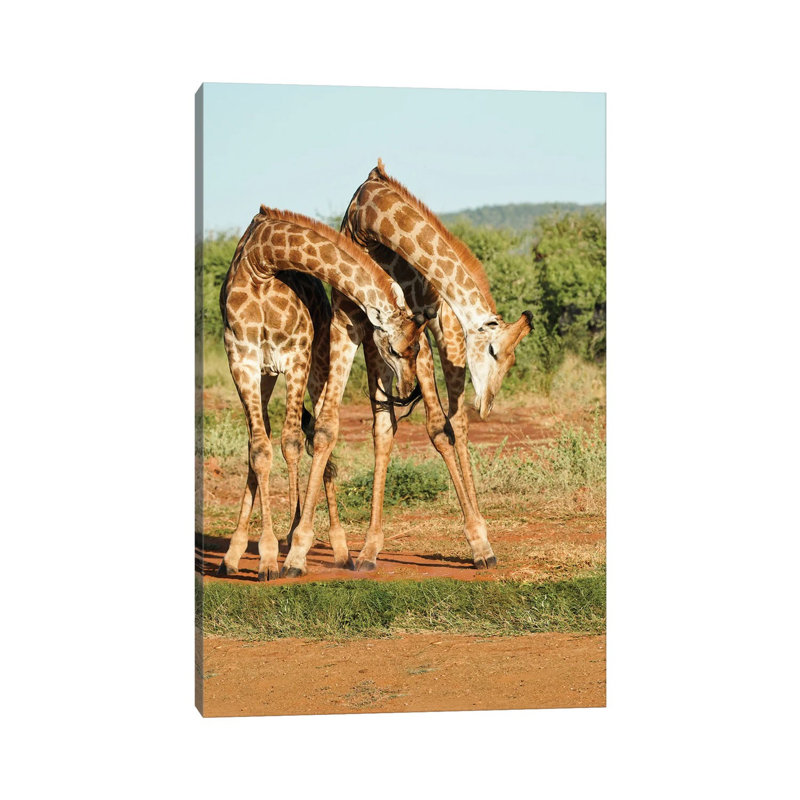 African Dancing Giraffes by Rhonda Thompson - Print on Canvas, 101.6 cm H x 66.04 cm W x 1.91 cm D, Wrapped Canvas