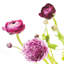 « spring renoncule ii », impression sur toile tendue-72441947-72441948-72441949