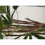 Lady Faux Palm Tree in Metal Planter-1347869576-1347869579