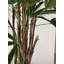 Lady Faux Palm Tree in Planter