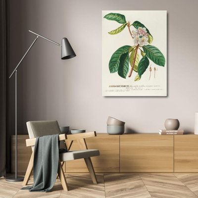 "Rhododendrum" par Georg Dionysius Ehret - Art mural sur toile tendue avec châssis