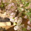 6 pièces de fleurs de cerisier artificielles 39,37 po-81447693