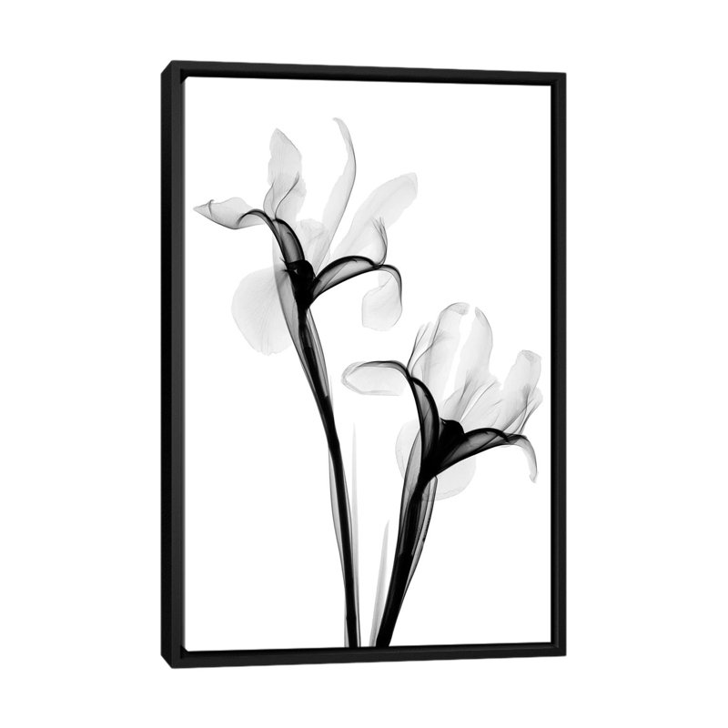 «Two Irises I» par Hong Pham - Estampe numérique sur toile tendue avec châssis, H 26 po x l 18 po x P 1,5 po