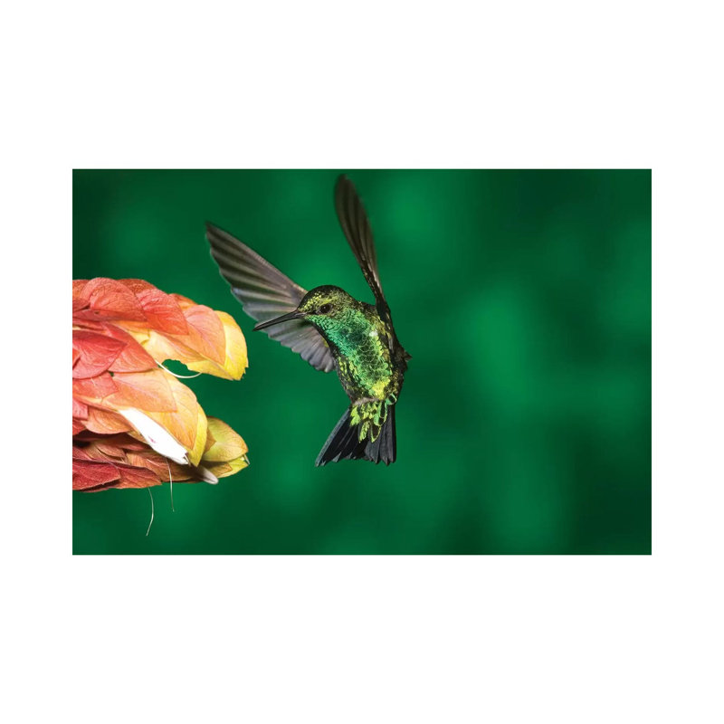 Western Emerald Hummingbird Feeding on Flower, Andes, Ecuador 1 Piece Wrapped Canvas Wall Art, 30.48 cm H x 45.72 cm W