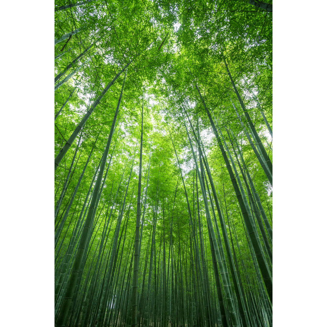 Bamboo Forest von Xijian - Druck