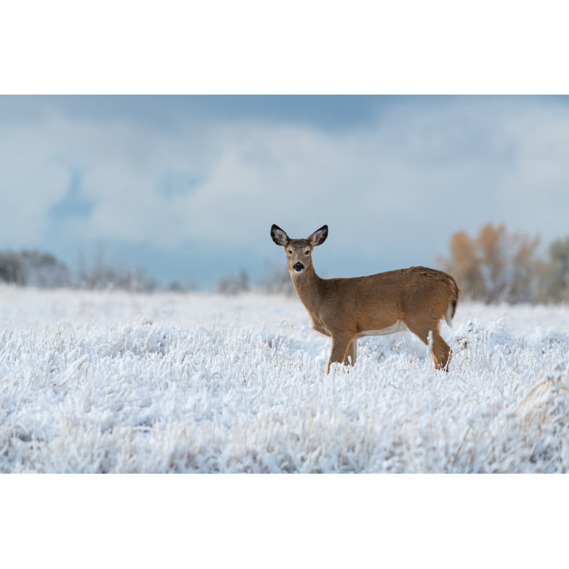 White-Tailed Deer by Kerry Hargrove - Wrapped Canvas Print, 30cm H x 46cm W