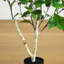3 pi. Bouleau artificiel