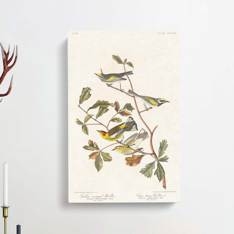 Warbler Birds by John Audubon - Wrapped Canvas Painting, 50cm H x 35cm W x 3cm D