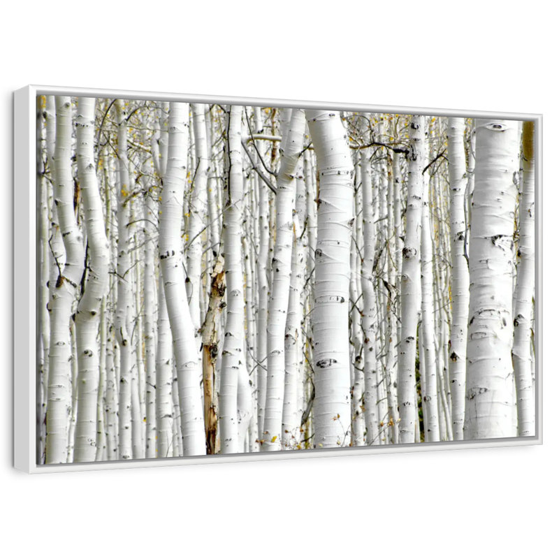 Bouleau, Cadre flottant blanc, 46 po x 31 po