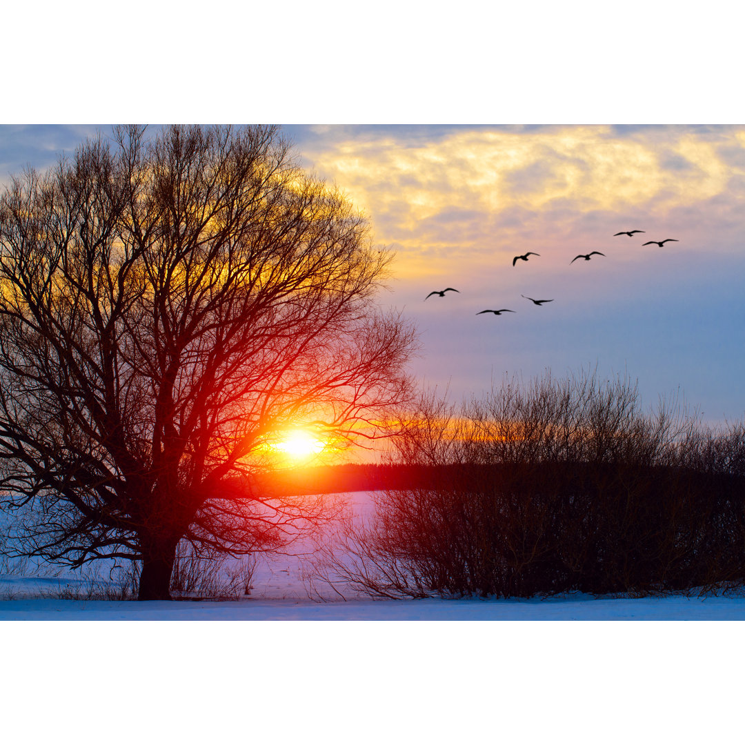 Birds Flies To The Tree On Sunset von Misha Kaminsky - Drucken