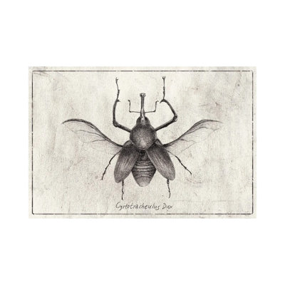 MKB142-Cyrtotracheulus Dux