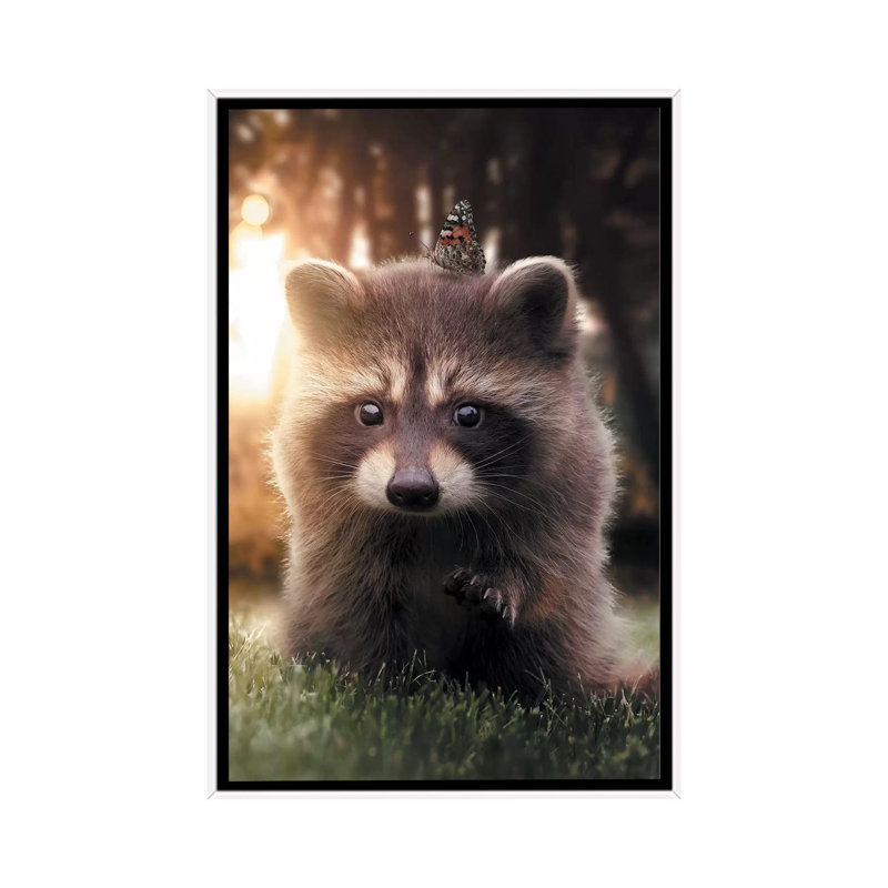 Raccoon Butterfly by Zenja Gammer - Print on Canvas, White Framed, 101.6 cm H x 66.04 cm W