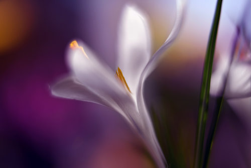 Wrapped Canvas Print, 50.8 cm H x 76.2 cm W