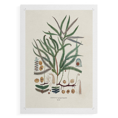 Botanical Society Ferns VII -Canvas Print Only - NOT FRAMED
