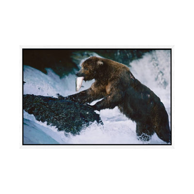 A Grizzly Bear Fishes For Salmon At Brooks Falls In Alaska‚ Katmai National Park 1 Piece Wall Art on Canvas