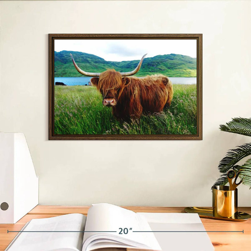Vache Highland, 13 po x 9 po, Cadre flottant noyer