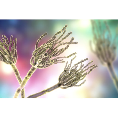 Fungi Penicillium by Dr_Microbe - Wrapped Canvas Print