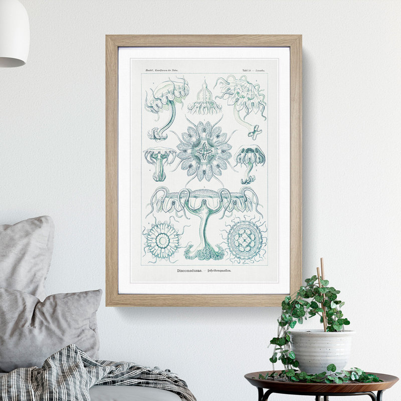 Discomedusae Jellyfish Vol.5 by Ernst Haeckel - Picture Frame Painting, Oak Framed, 48cm H x 36cm W x 2cm D