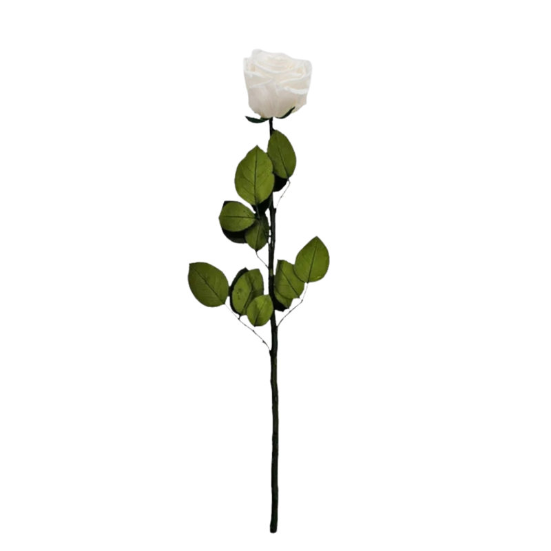 Vraies roses blanches préservées de 20 pouces: roses à longue tige qui durent éternellement - ensemble de 10, Blanc