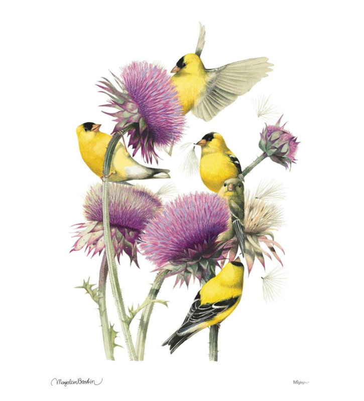 «American Goldfinch», reproduction