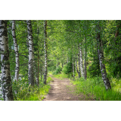 Forest With Lush Birches, Finland - Wrapped Canvas Print