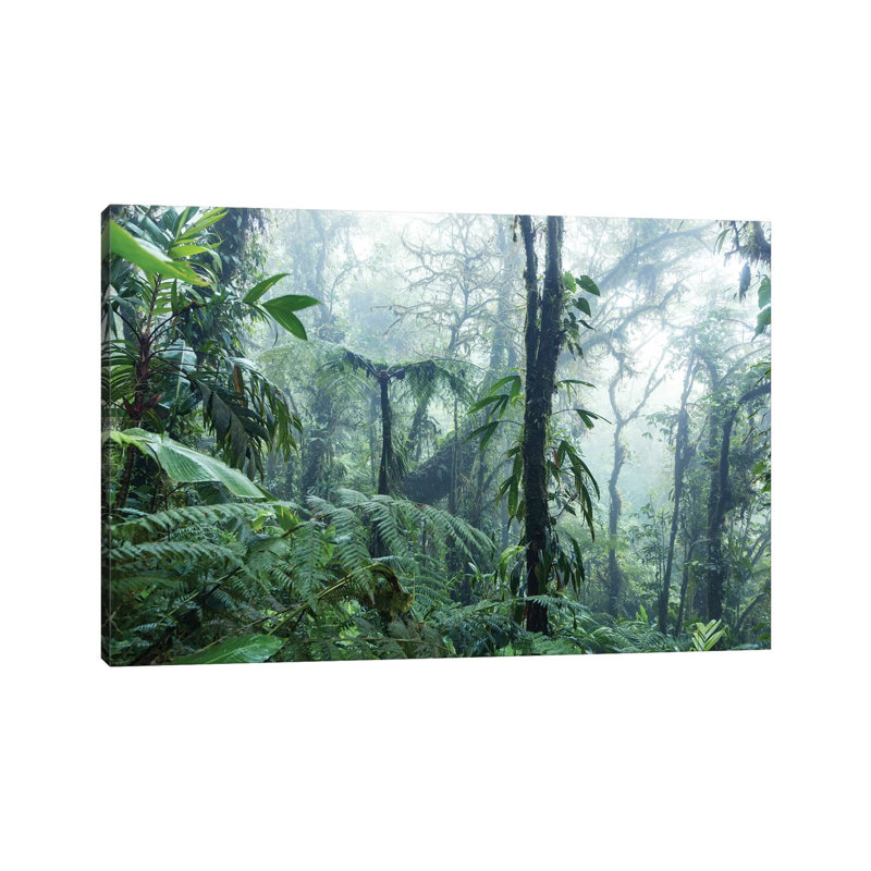 Monteverde Cloud Forest, Costa Rica by Matteo Colombo - Wrapped Canvas Print, 20.32 cm H x 30.48 cm W