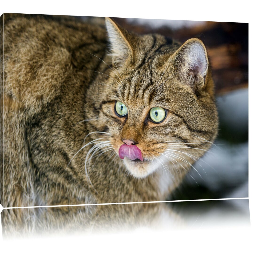 Leinwandbild Schöne Manul in Schneelandschaft