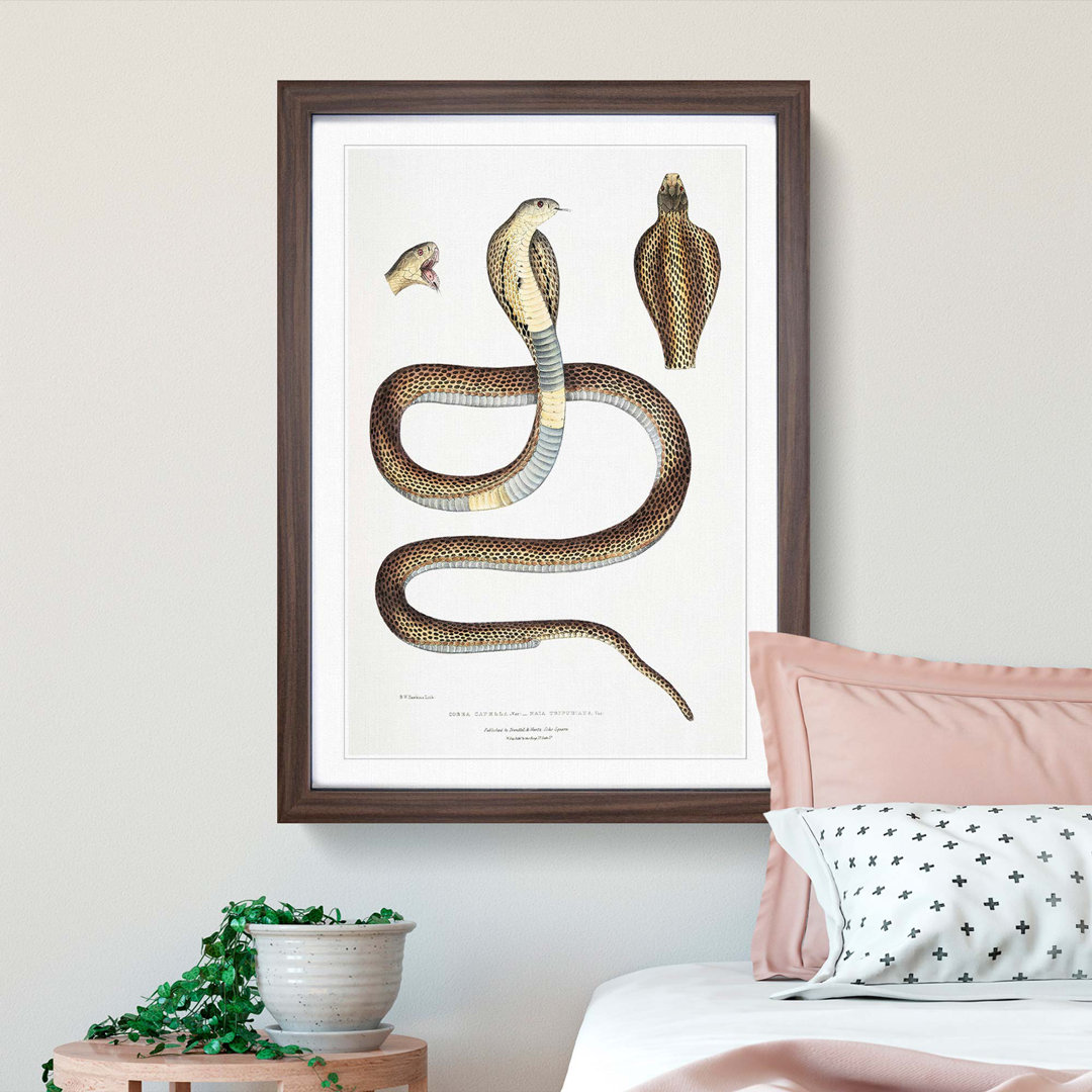Cobra Capella Snake Illustration by John Edward Gray - Picture Frame Painting