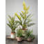 Faux Fern Plant in Pot-1069991427