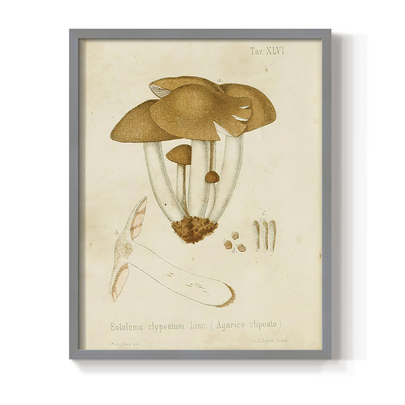 Reproduction encadrée champignon V Variétés - bois massif, Gris, H 10 po x l 8 po