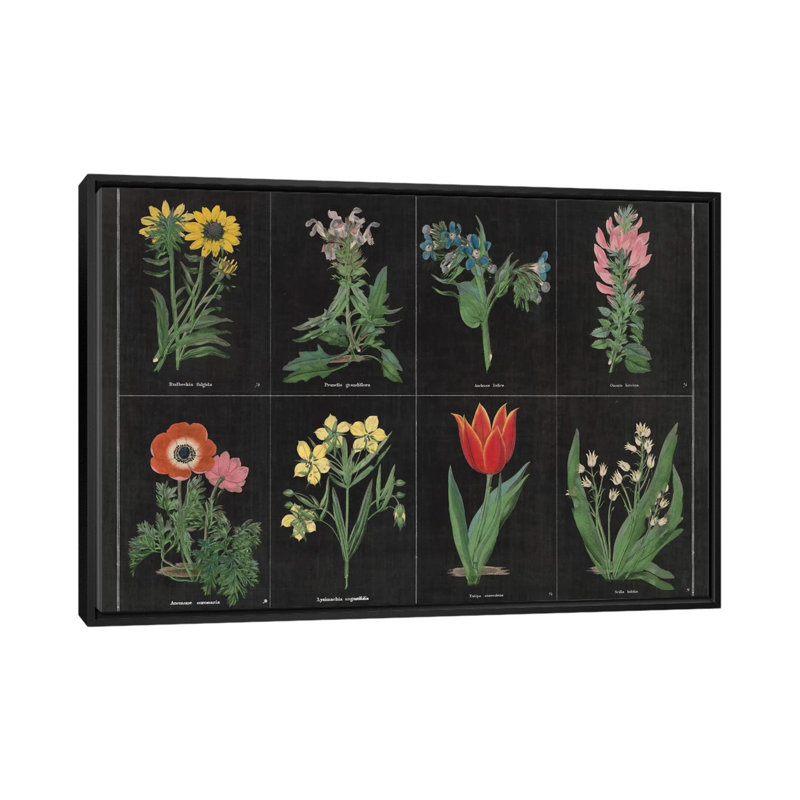 «Botanical Chart I», impression sur toile tendue, Toile avec cadre noir, Pas de tapis, H 18 po x l 26 po x P 1,5 po