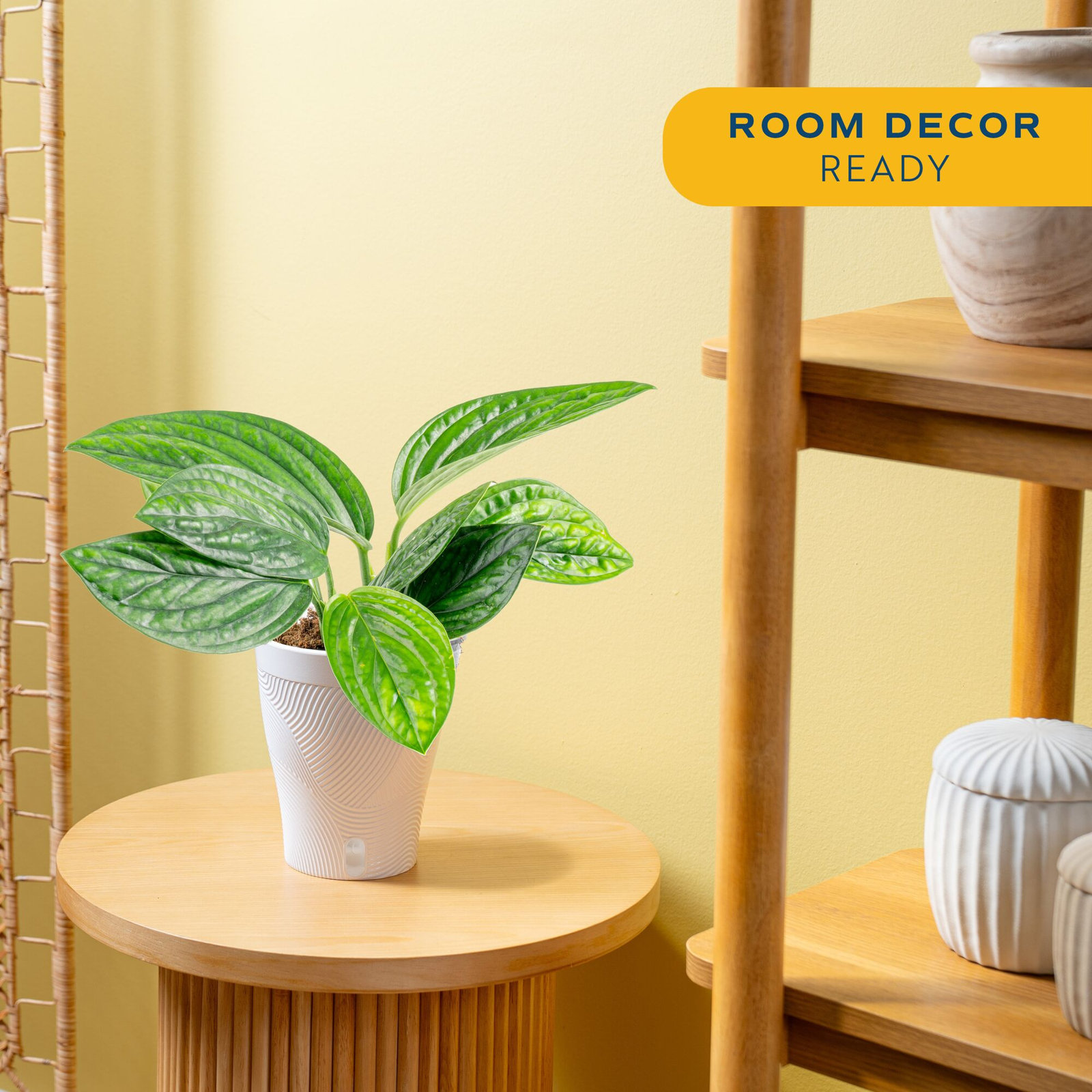 Costa Farms Trending Tropicals Monstera Peru Plant