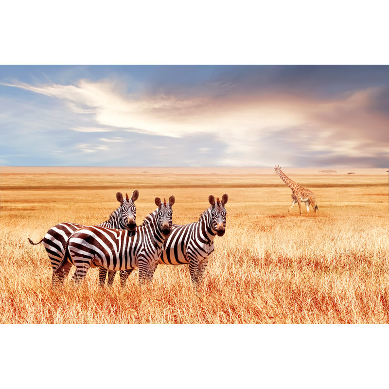 Group Of Wild Zebras by Delbars - Wrapped Canvas Print, 30cm H x 46cm W