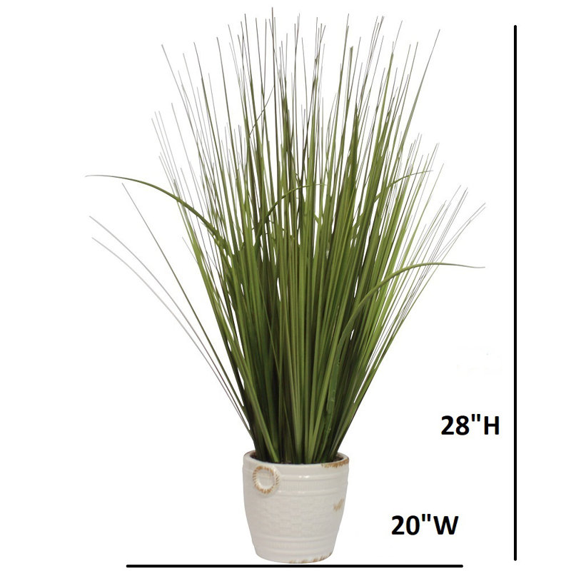 Herbe de feuillage de bureau en pot