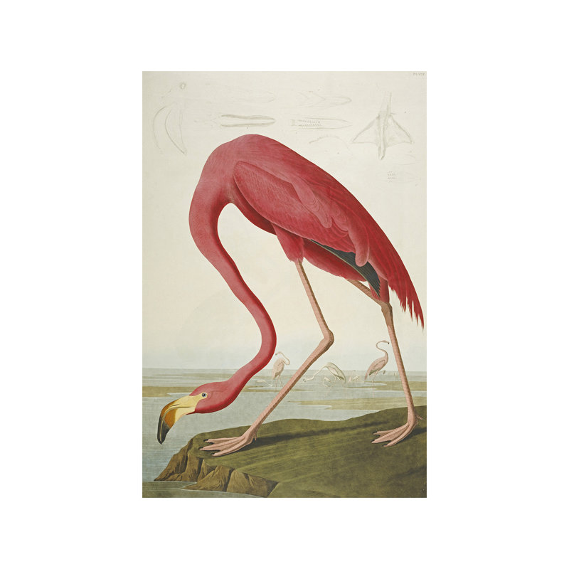 John Audubon - Wrapped Canvas Print, 66.04 cm H x 45.72 cm W x 1.91 cm D
