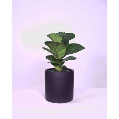 Upshining 6''Fig Live Fiddle Leaf Fig Plant in Ceramic Pot