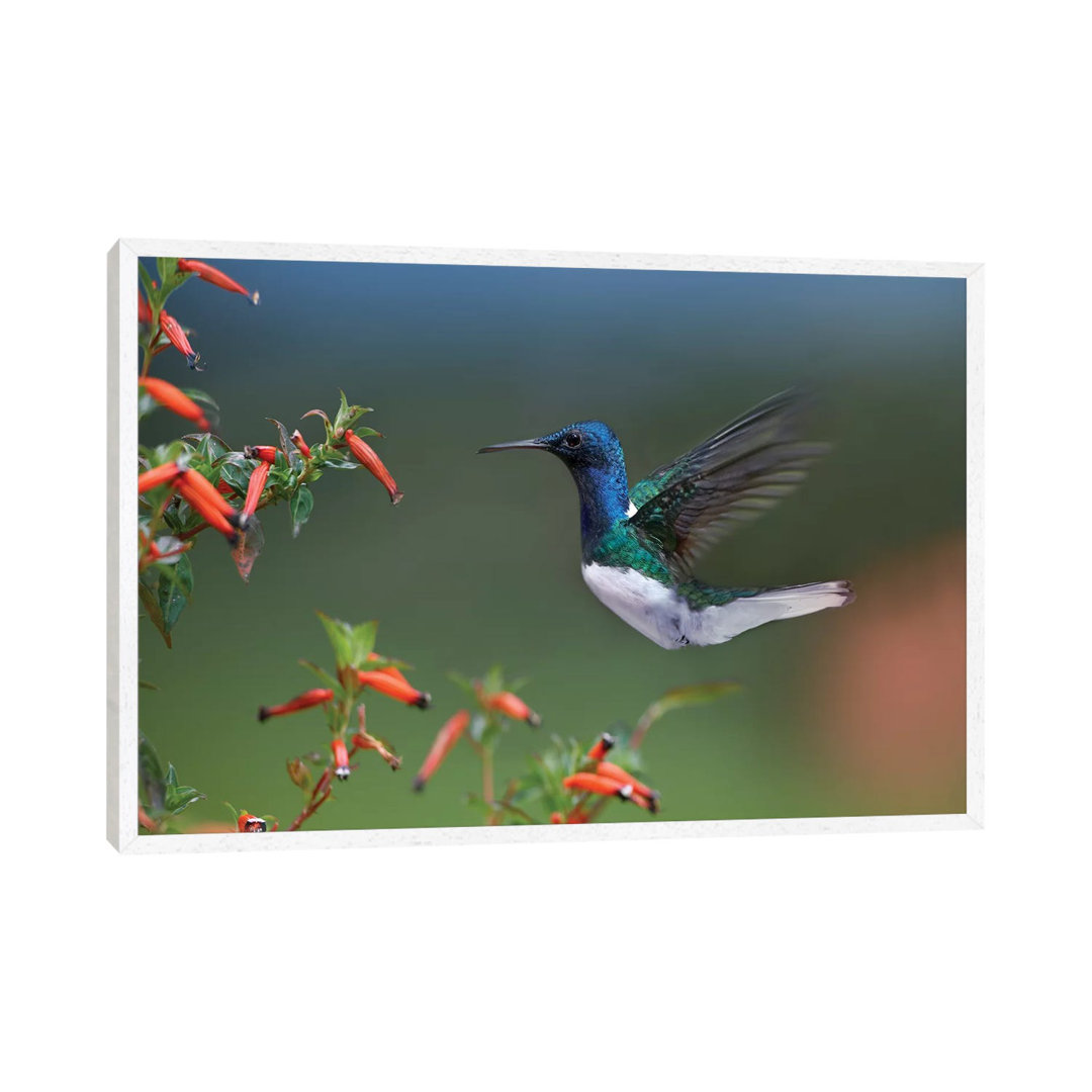 White-necked Jacobin Hummingbird Male Foraging, Costa Rica von Tim Fitzharris - Gallery-Wrapped Canvas Giclée