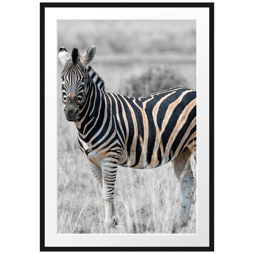 Zebra im wilden Gras" Gerahmtes Fotoposter