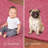 Modern Plush Pet and Kids Friendly Solid Color Pink Area Rugs, Stain & Fade Resistance, Perfect for Living Room, Dining Room, Bedroom, Playroom and Kidsroom, Event, Wedding, Ambermarie Binded Rug-246483910