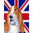 Basset hound (beige et blanc)