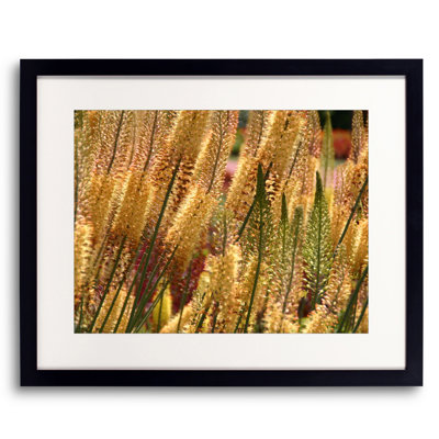 Pennsylvania Flowers Print by Drew Gaffney