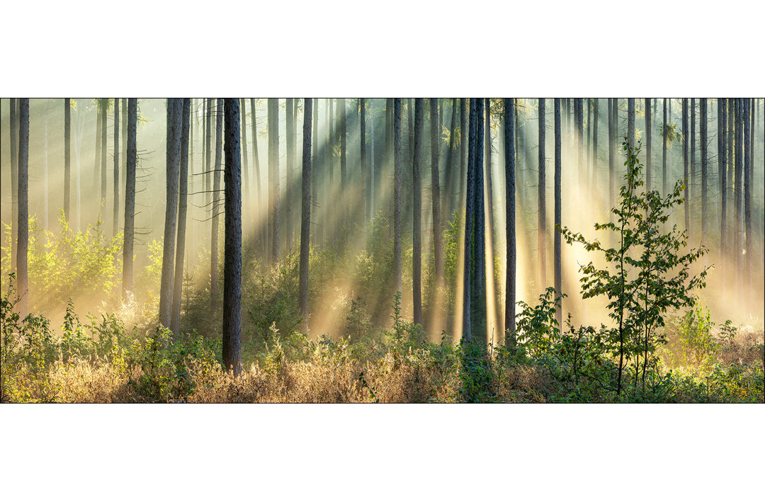 Light-Flooded Forest I GLA2565 – Rahmenloses Foto auf Glas