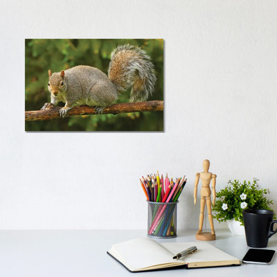 Squirrel Posing For The Camera by Brian Wolf - Wrapped Canvas Print