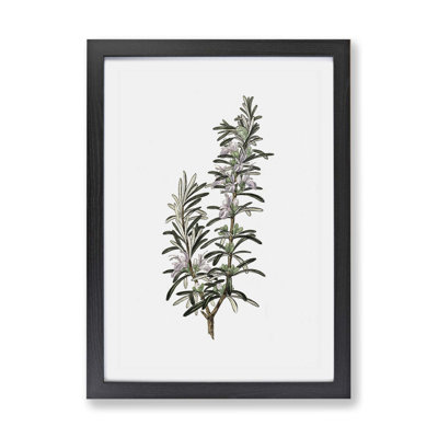 Rosemary Illustration - Framed Print