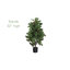 Arbre de fig 27,5 po en pot