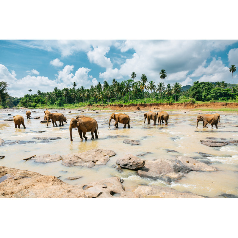 Pinnawala Elephant Orphanage - Wrapped Canvas Print, 30cm H x 46cm W x 3.8cm D