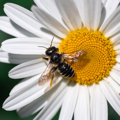 Staveley Bee - Wrapped Canvas Print