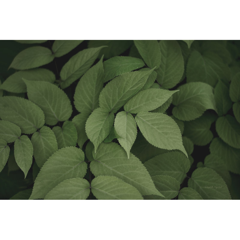 Leafy I by Elizabeth Urquhart - Wrapped Canvas Print, 61cm H x 91cm W