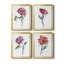 Watercolor Floral Contour I - Ensemble de 4 peintures sur toile encadrées-1987276761-1987276741
